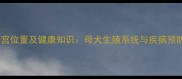 狗狗子宫位置及健康知识母犬生殖系统与疾病预防指南