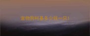宠物狗柯基多少钱一只
