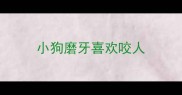 小狗磨牙喜欢咬人