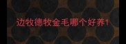 边牧德牧金毛哪个好养