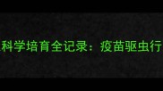 金毛幼犬90天科学培育全记录疫苗驱虫行为矫正全指南