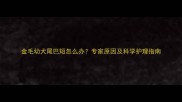 金毛幼犬尾巴短怎么办专家原因及科学护理指南