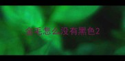 金毛怎么没有黑色