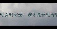 金毛犬与比熊犬毛发对比全谁才是长毛宠物的养护首选