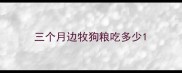 三个月边牧狗粮吃多少