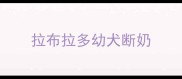 拉布拉多幼犬断奶