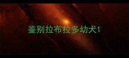 鉴别拉布拉多幼犬