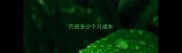 巴哥多少个月成年