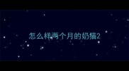 怎么样两个月的奶猫