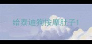给泰迪狗按摩肚子