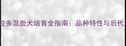 金毛拉布拉多混血犬培育全指南品种特性与后代养护秘籍