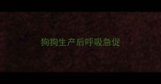 狗狗生产后呼吸急促