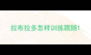 拉布拉多怎样训练跟随