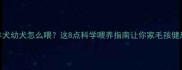 边境牧羊犬幼犬怎么喂这8点科学喂养指南让你家毛孩健康成长