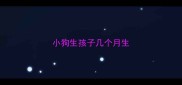 小狗生孩子几个月生
