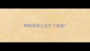 狗狗洗澡之后打了疫苗