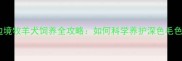 陨石边境牧羊犬饲养全攻略如何科学养护深色毛色犬种