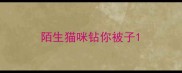 陌生猫咪钻你被子