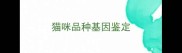猫咪品种基因鉴定