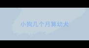 小狗几个月算幼犬