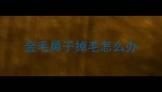 金毛鼻子掉毛怎么办
