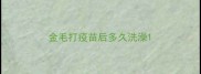 金毛打疫苗后多久洗澡