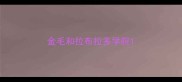 金毛和拉布拉多学院