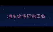 浦东金毛母狗回收
