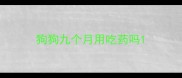 狗狗九个月用吃药吗