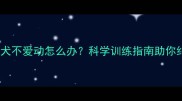 哈士奇幼犬不爱动怎么办科学训练指南助你纠正行为