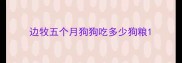 边牧五个月狗狗吃多少狗粮