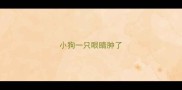 小狗一只眼睛肿了