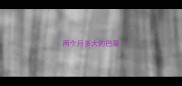 两个月多大的巴哥