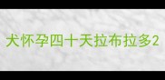 犬怀孕四十天拉布拉多