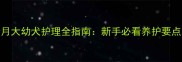 雪纳瑞两个月大幼犬护理全指南新手必看养护要点与常见误区