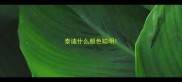 泰迪什么颜色聪明