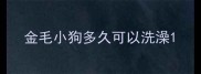 金毛小狗多久可以洗澡