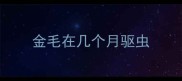 金毛在几个月驱虫