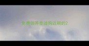 免费领养泰迪狗近期的