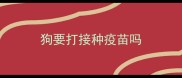狗要打接种疫苗吗