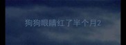 狗狗眼睛红了半个月