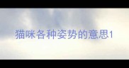 猫咪各种姿势的意思
