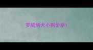 罗威纳犬小狗价格