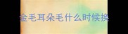 金毛耳朵毛什么时候换