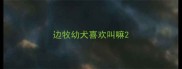 边牧幼犬喜欢叫嘛