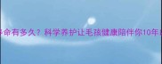 泰迪寿命有多久科学养护让毛孩健康陪伴你10年以上