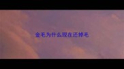 金毛为什么现在还掉毛