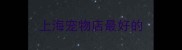 上海宠物店最好的