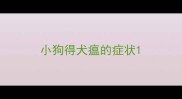 小狗得犬瘟的症状