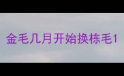 金毛几月开始换栋毛